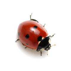 Ladybug isolated on white