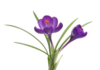 Naklejka premium Spring flowers on white