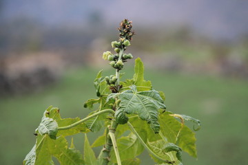 Obraz premium Green Tree