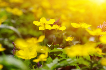 field of spring flowers
