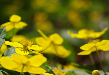 field of spring flowers