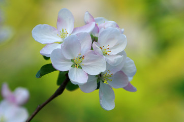 Fototapeta na wymiar Tree blossom,white flowers
