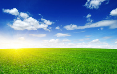 Fototapeta premium Green meadow and sun.