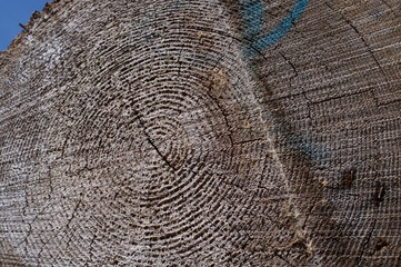 Fototapeta premium wood log Cut end