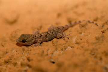 Ein 3 cm langes Jungtier des Mauergeckos nachts an der Wand