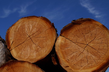 wood log Cut end