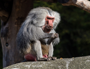 The hamadryas baboon, Papio hamadryas is a species of baboon