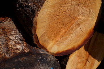 wood log Cut end