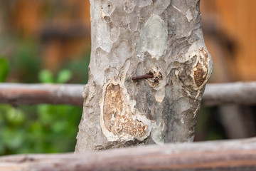 The nail was hammered into the tree