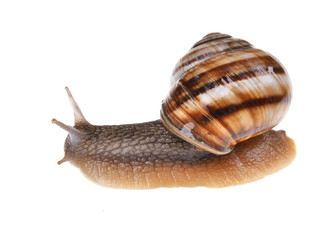 garden snail (Helix aspersa) with brown shell on an isolated white background