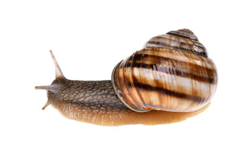 garden snail (Helix aspersa) with brown shell on an isolated white background.