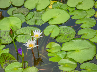 High Angle View of White Lotus Flowers in the Pond