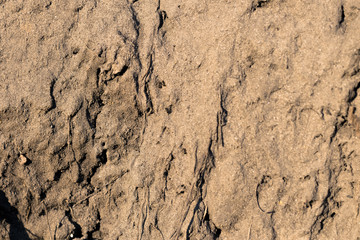 Yellow sand with a few ants. Anthill in the sand