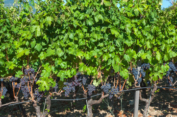 Beautiful Grape Fruit Vineyard Ready to Produce Wine