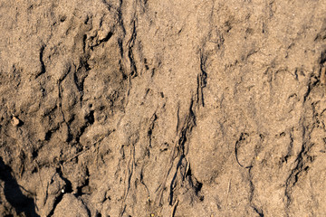 Yellow sand with a few ants. Anthill in the sand