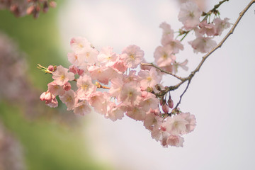 Zierkirsche, Blüten, romantisch, Zweig