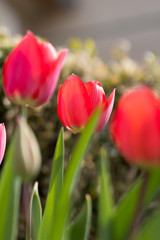 tulips in home-garden countryside  
