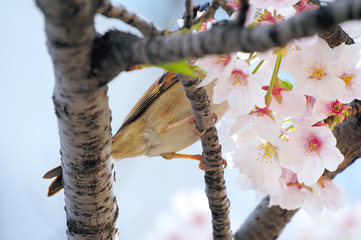 桜に集る雀