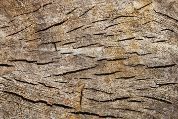 Cracked dry tree wooden pattern background. Log slice - tree cross section. Gray weathered wood texture.