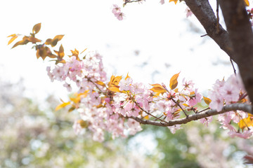 桜の花
