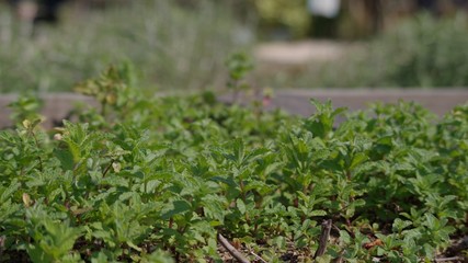 香草