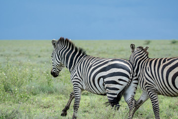 Fototapeta na wymiar Zebra in National park Manyara Tanzania