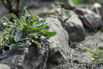 Green plant and stones