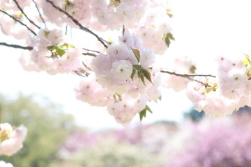 Obraz premium 満開の八重桜の花