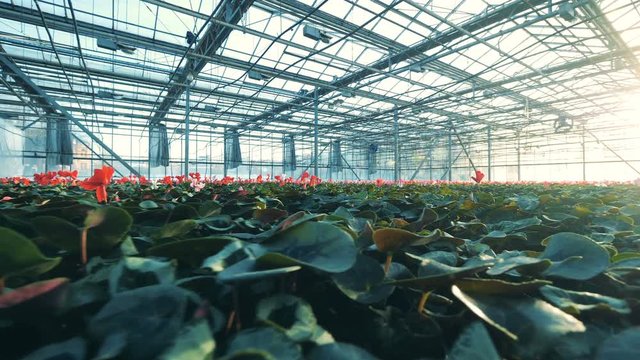 Modern greenhouse full of colorful cyclamen flowers.
