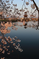鍵唐古遺跡の楼閣と桜