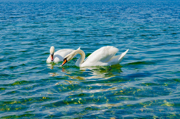 White Swan on the Black sea.