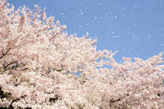8,060 件の最適な 桜吹雪 画像、ストック写真、ベクター Adobe Stock