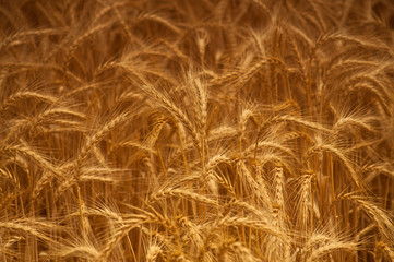 Golden Wheat close up