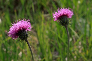 Wiesen Flockenblume
