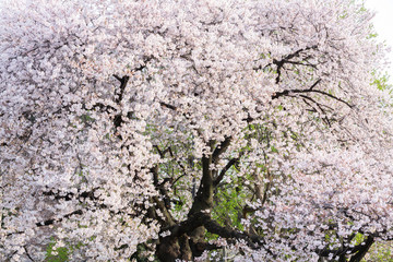 満開の桜の木