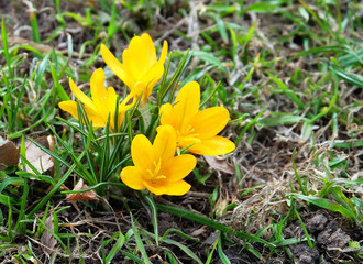 Blooming saffron, or golden-flowered crocus (Crocus chrysanthus) in early spring.