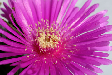 Obraz premium Daisy in the garden in early spring closeup. Shallow depth of field