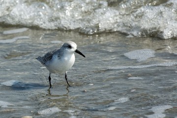A Sanderling (Calidris alba) on the beach of the North Sea
