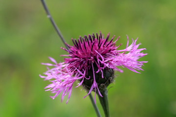 Wiesen Flockenblume