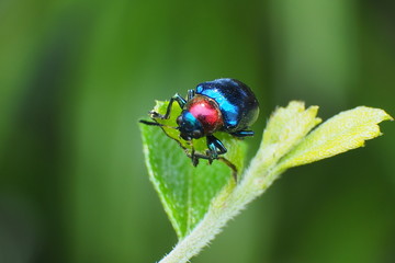 ladybug on leaf