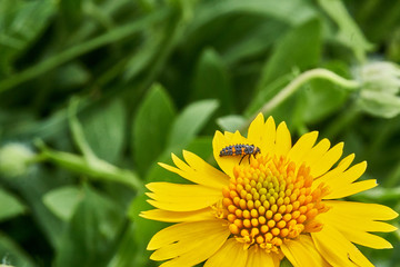 Beautiful wild spring Yellow Sneezweed (Helenium amarum) with Ladybug larva on bloom and green background.