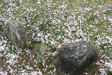 駅前広場の桜の花びら散る風景