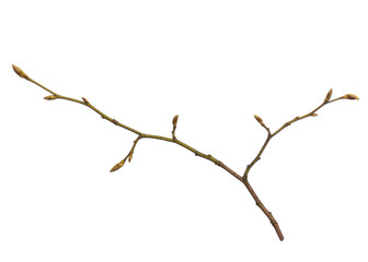 Single tree branch with young green spring leaves, isolated on white background. Stick tree branch from nature for design.