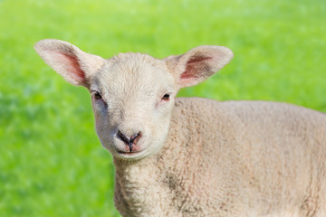 Fototapeta premium Close up portrait of one newborn white lamb