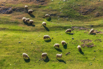 Sheep, animals grazing before milking