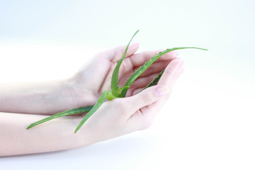 beautiful hands of a girl cream green aloe white background