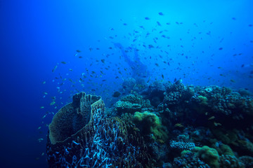 under water ocean / landscape underwater world, scene blue idyll nature