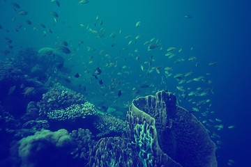 coral reef vintage toning / unusual landscape, underwater life, ocean nature