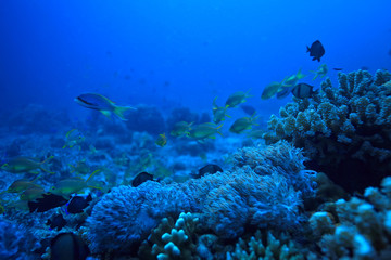 underwater world / blue sea wilderness, world ocean, amazing underwater