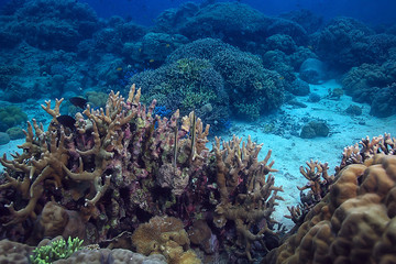marine ecosystem underwater view / blue ocean wild nature in the sea, abstract background